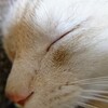 【猫】祝・コマさんが1歳になった話【子育て】