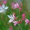 8月中旬～下旬頃の花