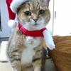 ぷーちゃん、クリスマス会の準備をしよう。