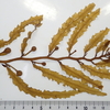 能登半島周辺の エンドウモク Sargassum yendoi について～2021.03.02 改訂二版～