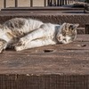 手のひらを太陽に