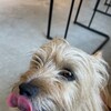 きなこ、声を出す