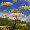 本日８月25日誕生日の花と花言葉歌句