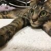 猫がおもちゃで遊ばない って時のお助けアイテム5つ きまやのきまま屋