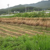 ・小麦（ハルユタカ）の収穫