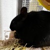 くろごまあん二世 243日目