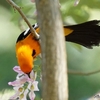 ベリーズ　蜜を吸う Hooded Oriole（フーデッド　オリオール） 