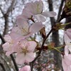お花が咲く季節になりました！