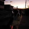 １月は夕暮れも綺麗