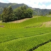 一番茶終了後ただちに始まる管理作業