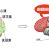 「前頭前野について①」
