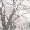 いつかの風景　桜並木