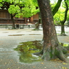 雨とグリーンな季節