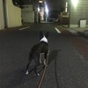 夜の散歩