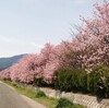 鉄工所の彼岸桜は満開