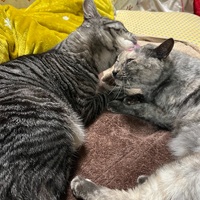 嬉しい猫の日でした😺