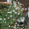 今咲いている花。カスミソウを中心に・・。
