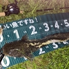 退屈な街にスリルを！ナマズ釣りの魅力