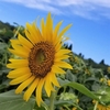 植栽がもたらす効果