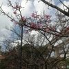 【沖縄生活】一足先に春の訪れ、沖縄の寒緋桜はどうして北部から咲きはじめるの？