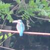 幼虫はロウ物質のドレスが好き