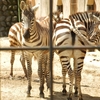 動物シリーズ：グランドシマウマ・キリン：安佐動物公園 ⑯（広島県広島市）