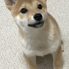 柴犬あきとの生活　100