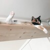 ねこの生活空間を拡大するためのキャットウォークDIY