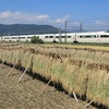 稲刈りの季節