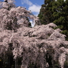 バーチャル写真展「桜色の季節」(1)