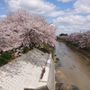 地元の桜。