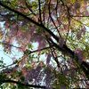 【ねこ森町】ひっそり沼のこと