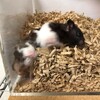 くろごまあん378日目