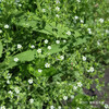 ノミノツヅリ Arenaria serpyllifolia