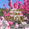 【 阿智村 】花桃の里｜花桃1万本が咲き誇る日本一の桃源郷