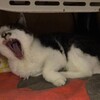 さようなら座椅子