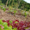 野菜達に追肥、土あげなどの手入れ