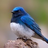 炭木の山で歌う！幸せの青い鳥オオルリ