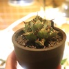 #929 生長の記録〜黒鯨【5】〜