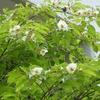 沙羅双樹の花の色