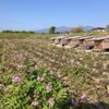 ［QOL!］［ご飯とお菓子］れんげ畑と蜜蜂とやりたかったこと