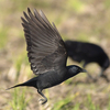 出水の野鳥たち（２０２０　１２１３）その５。