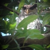 Spot-bellied Eagle Owl ネパールワシミミズク (南インドの鳥その1)