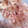 小名浜の桜満開