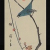 What type of bird in the “Prophetic Bird”by R.Schumann? シューマンの「予言の鳥」の鳥はどの種類の鳥なのか？