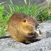 ヌートリアを見かける