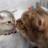可愛いネコちゃんシリーズー3・・・