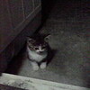 東京帰還、献血、ときどき子猫。