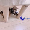 お戯れでもハンティングモードは忘れないよ🐈