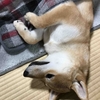 柴犬あきとの生活　112